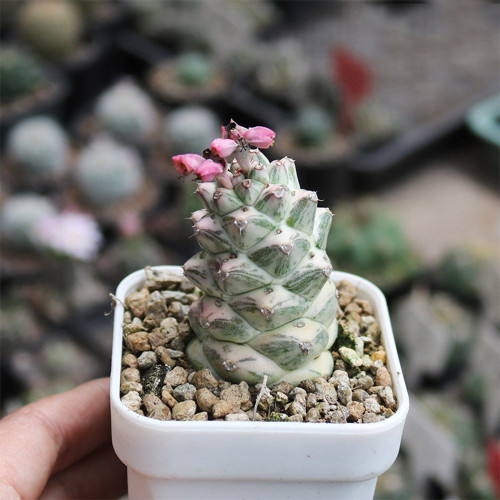 Monadenium ritchiei var. nyambense 'Variegata' for Sale | Rare Succulent, Low-Maintenance Architectural Plant