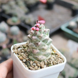 Monadenium ritchiei var. nyambense 'Variegata' for Sale | Rare Succulent, Low-Maintenance Architectural Plant