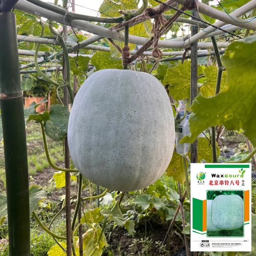 Beijing Chuanling No. 8 Wax Gourd Seeds - High Yield, Strong Adaptability, Easy to Grow