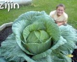 Rare Giant Cabbage Bonsai Organic Garden Vegetables Courtyard Plant Pot for Home