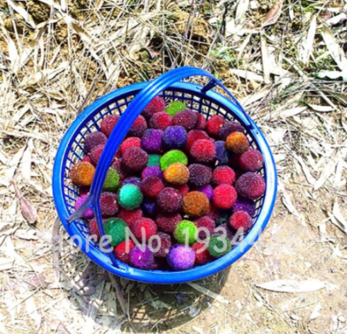 Colorful Seeds Rubra Tree Myrica Bayberry Arbutus Waxberry Yumberry