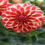 Dahlia Garden Seeds Dahlia pachyderms Flower (Color: 10)