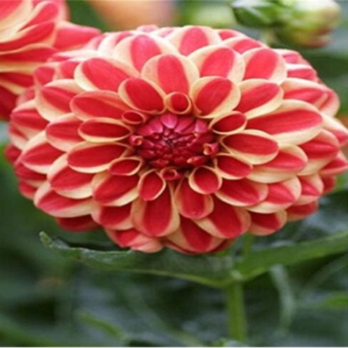 Dahlia Garden Seeds Dahlia pachyderms Flower (Color: 10)