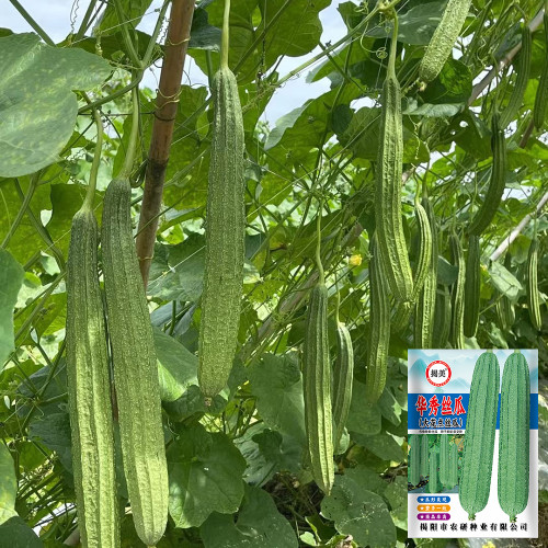Huaxiu Sponge Gourd Seeds - High-Yield Hybrid Variety, Disease Resistant, Suitable for Home and Farm Planting
