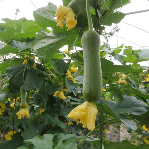 Yucui No.2 Large-Fleshed Luffa Seeds - Early-Maturing, High-Yield Vegetable with Strong Disease Resistance