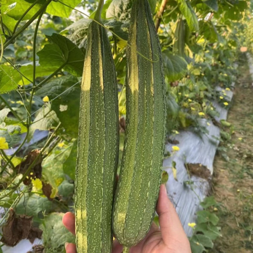 Huaxiu Sponge Gourd Seeds - High-Yield Hybrid Variety, Disease Resistant, Suitable for Home and Farm Planting