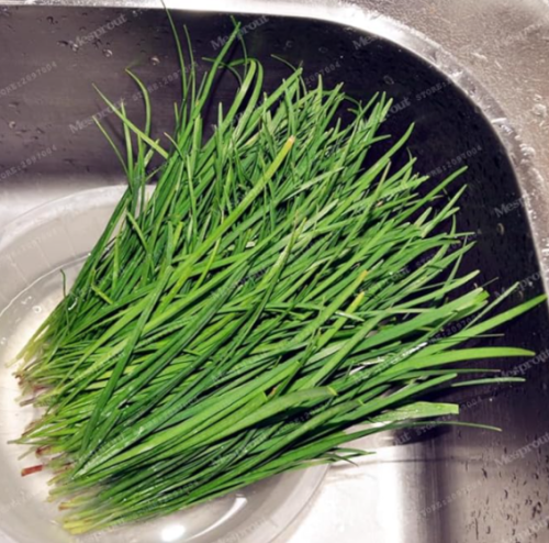 Chinese Chives Seed Leek Garlic Seed Non-GMO Organic Vegetable Seed for Home Garden