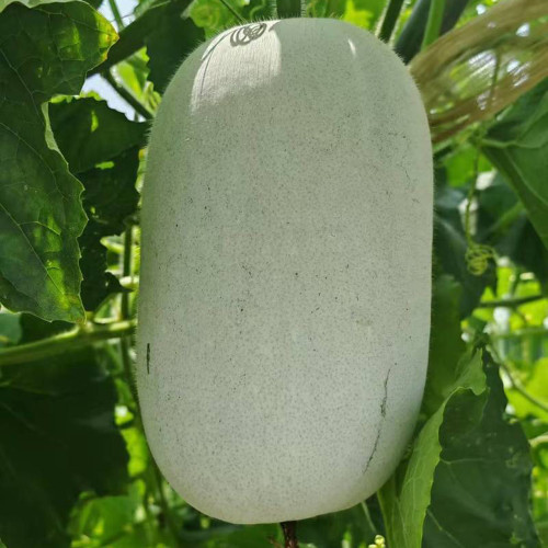 Baoqi Taro-Scented Winter Melon Seeds - High Yield, Dense Flesh, Suitable for Commercial Cultivation and Home Gardening
