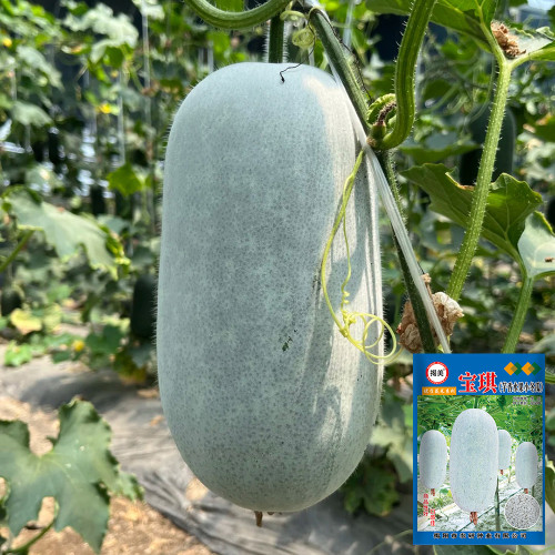 Baoqi Taro-Scented Winter Melon Seeds - High Yield, Dense Flesh, Suitable for Commercial Cultivation and Home Gardening