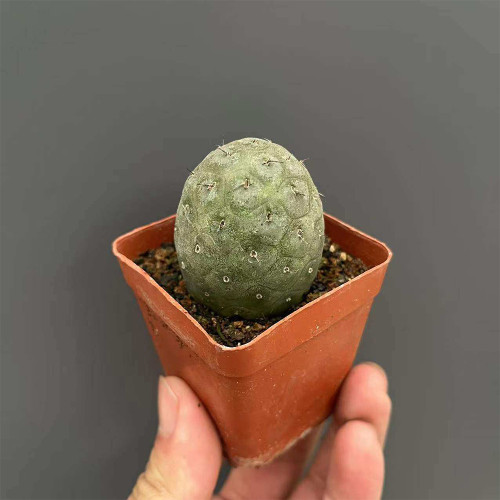 Tephrocactus geometricus Cactus for Sale – Rare Low Maintenance Collector's Sculptural Succulent