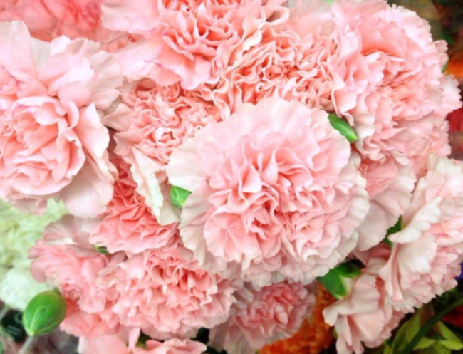 Large Flowered Fringed Double Carnation Seeds chabaud Perennial