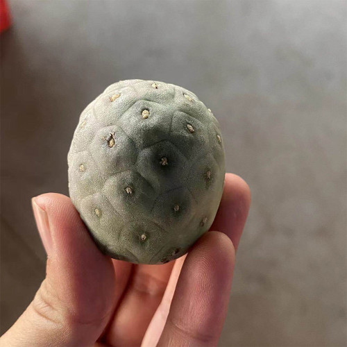 Tephrocactus geometricus Cactus for Sale – Rare Low Maintenance Collector's Sculptural Succulent
