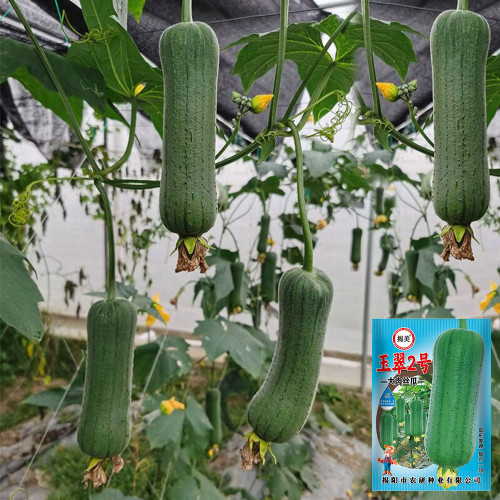 Yucui No.2 Large-Fleshed Luffa Seeds - Early-Maturing, High-Yield Vegetable with Strong Disease Resistance