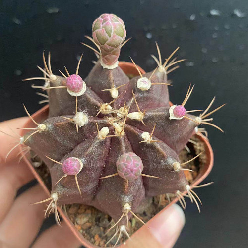 Gymnocalycium mihanovichii 'Hibotan Purple' | Purple Moon Cactus, Compact & Low-Maintenance Live Plant