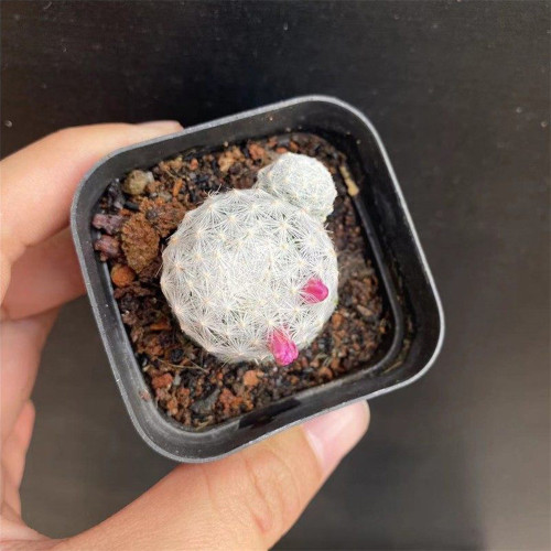 Mammillaria humboldtii for Sale | Soft Cloud Cactus with Magenta-pink Flowers, Beginner-Friendly Indoor Succulent
