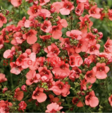 pink Diascia Barberae APRICOT QUEEN/PERENNIAL/CONTAINERS, GARDEN OR HANGING BASKETS - (Color: 2)