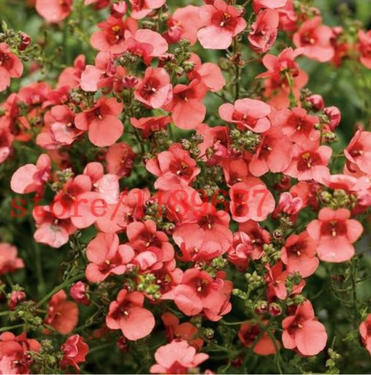 pink Diascia Barberae APRICOT QUEEN/PERENNIAL/CONTAINERS, GARDEN OR HANGING BASKETS - (Color: 2)