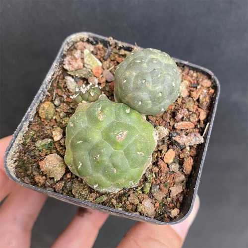 Tephrocactus bonnieae Cactus for Sale - Rare Football Succulent, Spineless Bumpy Pads, Pet-Safe Indoor Plant