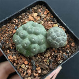 Tephrocactus bonnieae Cactus for Sale - Rare Football Succulent, Spineless Bumpy Pads, Pet-Safe Indoor Plant
