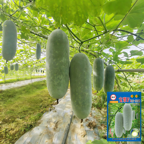 Baocui F1 Hybrid Hairy Gourd Seeds - Early-Maturing Hybrid, High-Yield, Easy to Grow