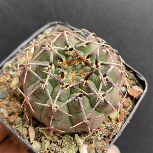 Gymnocalycium riojense Cactus for Sale | Compact Globe with Curved Spines, Low-Maintenance Indoor Succulent