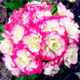 Geranium Seeds Perennial Flower Pelargonium Peltatum