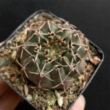 Gymnocalycium riojense Cactus for Sale | Compact Globe with Curved Spines, Low-Maintenance Indoor Succulent