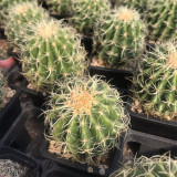 Kroenleinia grusonii 'Intertextus' Cactus for Sale – Rare Cactus, Low Maintenance Indoor Succulent