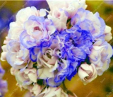 Geranium Seeds Perennial Flower Pelargonium Peltatum