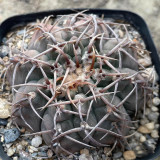 Gymnocalycium riojense Cactus for Sale | Compact Globe with Curved Spines, Low-Maintenance Indoor Succulent