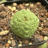 Pseudolithos migiurtinus for Sale - Rare False Rock Cactus | Low Maintenance, Compact Succulent