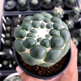 Coryphantha elephantidens cv. inermis - Rare Spineless Cactus Cultivar, Low-Maintenance Succulent