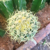 Kroenleinia grusonii 'Intertextus' Cactus for Sale – Rare Cactus, Low Maintenance Indoor Succulent