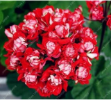 Geranium Seeds Perennial Flower Pelargonium Peltatum