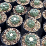 Coryphantha elephantidens cv. inermis - Rare Spineless Cactus Cultivar, Low-Maintenance Succulent