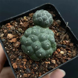 Tephrocactus bonnieae Cactus for Sale - Rare Football Succulent, Spineless Bumpy Pads, Pet-Safe Indoor Plant