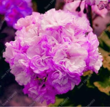 Geranium Seeds Perennial Flower Pelargonium Peltatum
