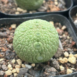 Pseudolithos migiurtinus for Sale - Rare False Rock Cactus | Low Maintenance, Compact Succulent