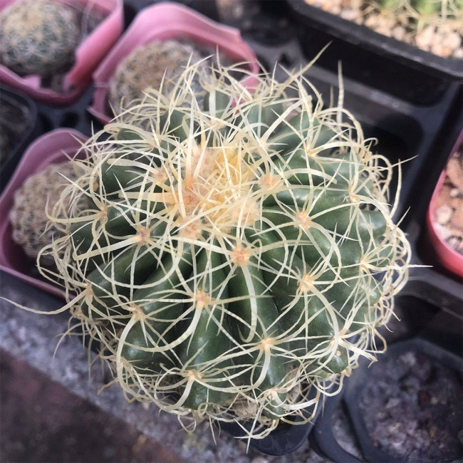 Kroenleinia grusonii 'Intertextus' Cactus for Sale – Rare Cactus, Low Maintenance Indoor Succulent
