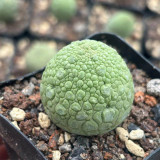 Pseudolithos migiurtinus for Sale - Rare False Rock Cactus | Low Maintenance, Compact Succulent