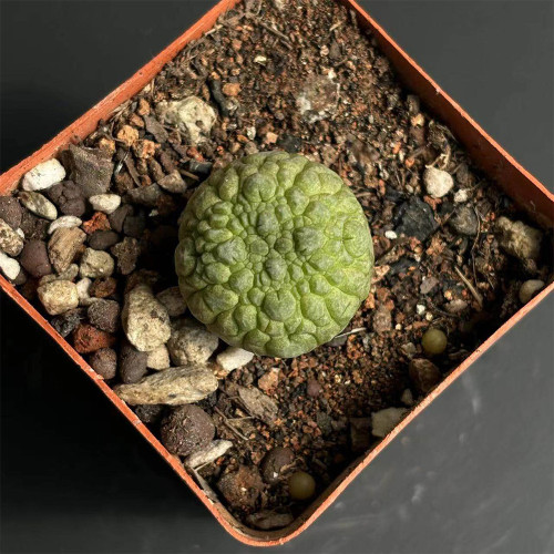 Pseudolithos migiurtinus for Sale - Rare False Rock Cactus | Low Maintenance, Compact Succulent