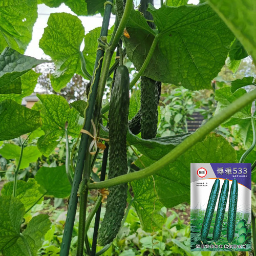 Boya 533 Cucumber Seeds - Premium Early-Maturing Variety, Crisp and Sweet Flavor, Highly Adaptable