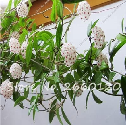 Hoya carnosa Seeds Beautiful Climbing Ball Orchid Flower Perennial Blooming - (Color: 2)