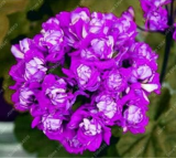 Geranium Seeds Perennial Flower Pelargonium Peltatum