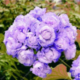 Geranium Seeds Perennial Flower Pelargonium Peltatum
