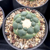 Coryphantha elephantidens cv. inermis - Rare Spineless Cactus Cultivar, Low-Maintenance Succulent