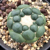 Coryphantha elephantidens cv. inermis - Rare Spineless Cactus Cultivar, Low-Maintenance Succulent
