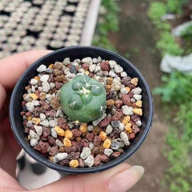 Coryphantha elephantidens cv. inermis - Rare Spineless Cactus Cultivar, Low-Maintenance Succulent