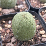 Pseudolithos migiurtinus for Sale - Rare False Rock Cactus | Low Maintenance, Compact Succulent