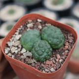 Tephrocactus bonnieae Cactus for Sale - Rare Football Succulent, Spineless Bumpy Pads, Pet-Safe Indoor Plant
